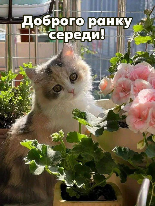Доброго ранку, середа